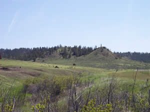 Meadow