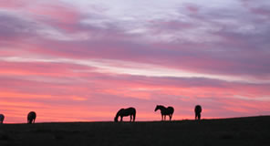 Horses at Sunset